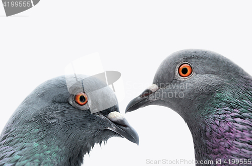 Image of Two Common Grey Pigeons 