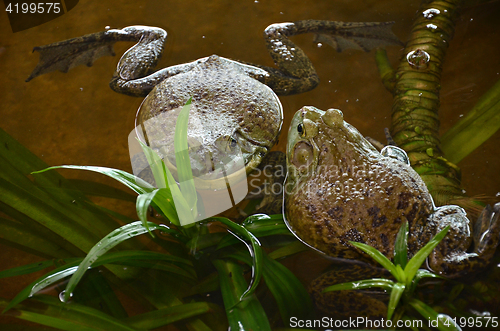 Image of Bull frogs at a frog farm