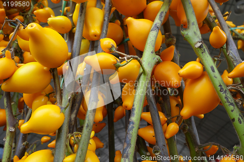 Image of Solanum mammosum on the market 