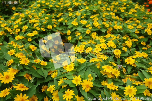 Image of Singapore dailsy flower in the garden