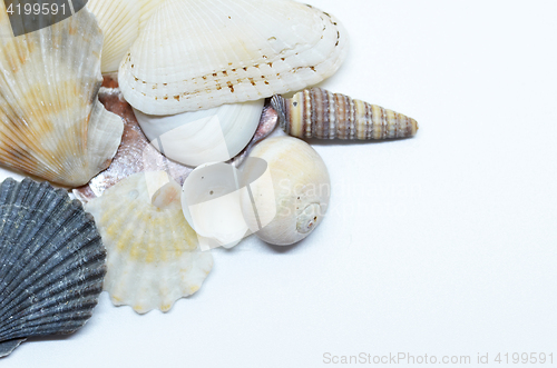 Image of Sea shells scraped together