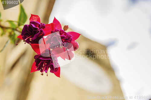 Image of Flower with church in background