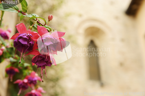 Image of Flower with church in background