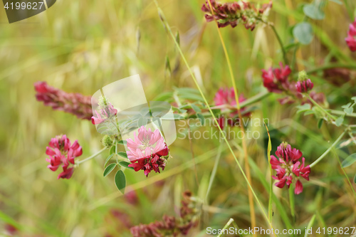 Image of Typical plant and landscape in Marche