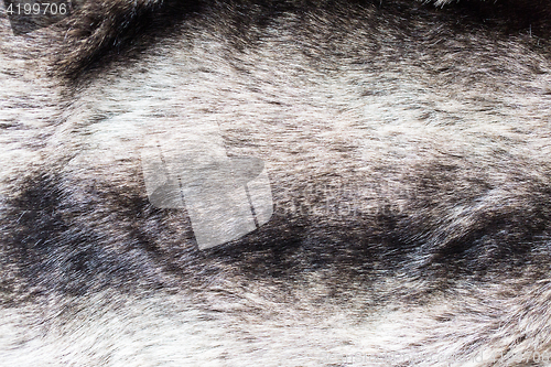 Image of close up of fur background