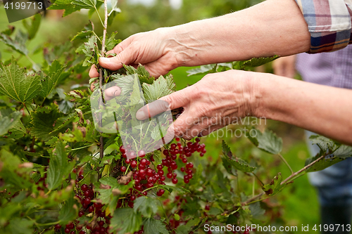 Image of senior woman with red currant at summer garden