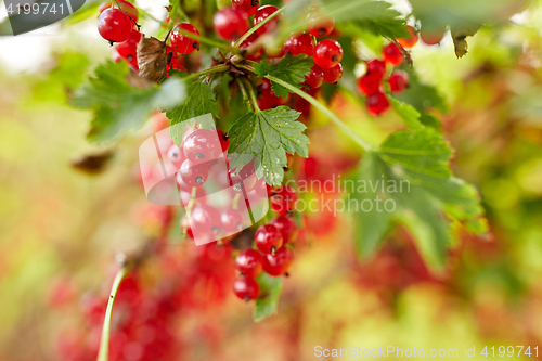 Image of red currant berries at summer garden 