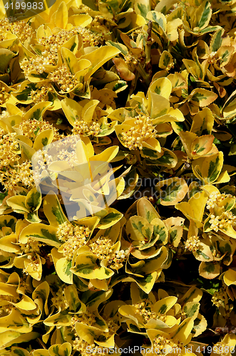 Image of Yellow Bush Background
