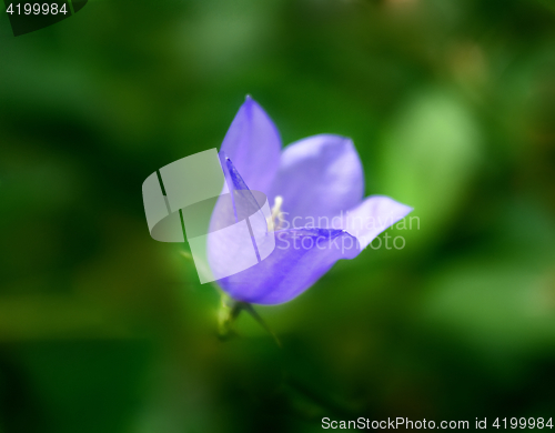 Image of Purple Bell Flower