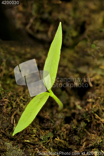 Image of  Small green sprout to sun