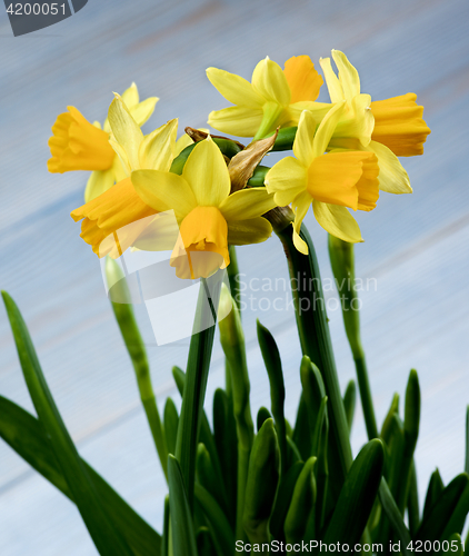 Image of Wild Yellow Daffodils