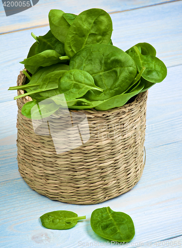 Image of Raw Spinach Leafs