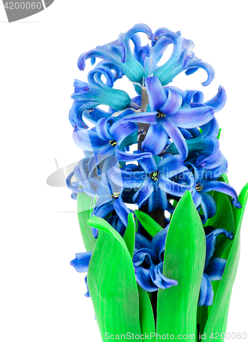 Image of Beauty Blue Hyacinth