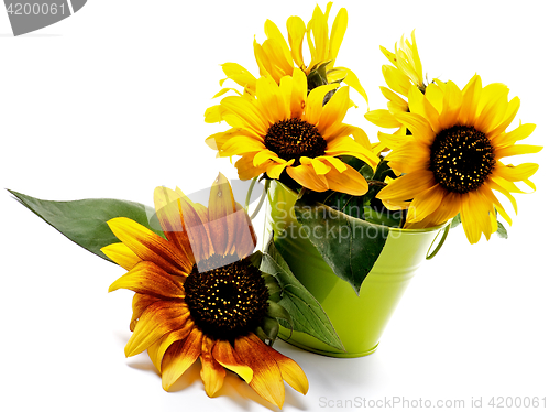 Image of Bunch of Sunflowers