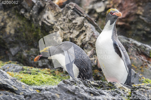 Image of Rockhopper penguins one beaach