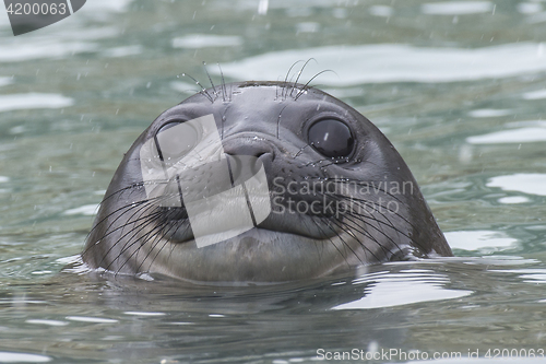Image of Baby Elephant Seal in the waer South Georgia