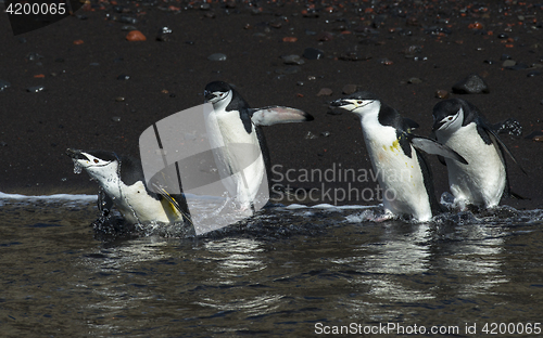 Image of Chinstarp Penguin in the water