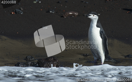 Image of Chinstarp Penguin in the water