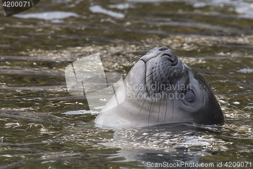 Image of Baby Elephant Seal in the waer South Georgia