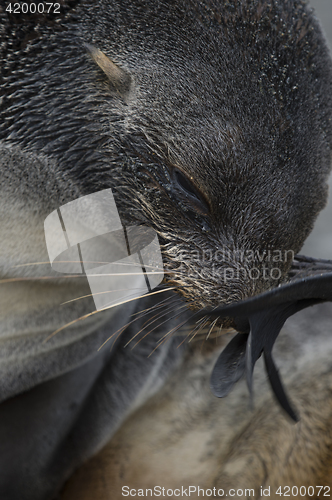 Image of Antarctic fur seal pup close-up in grass