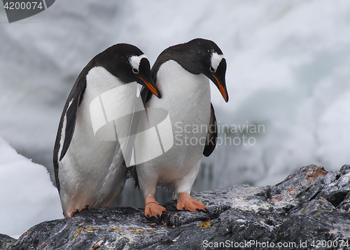 Image of Gentoo Penguins on the rock