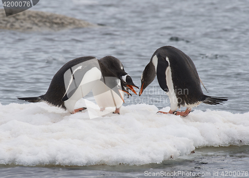 Image of Gentoo Penguins walk on the ice