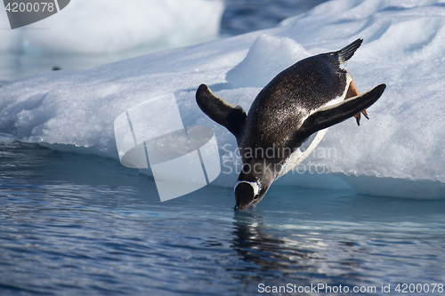 Image of Gentoo Penguin jump in water