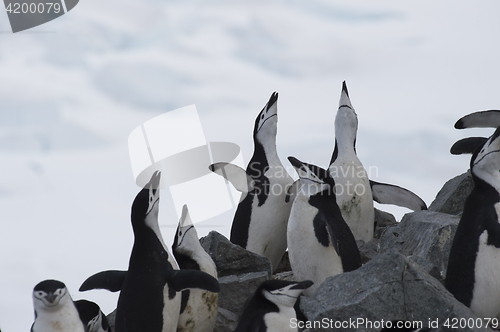 Image of Chinstarp Penguin on the nest