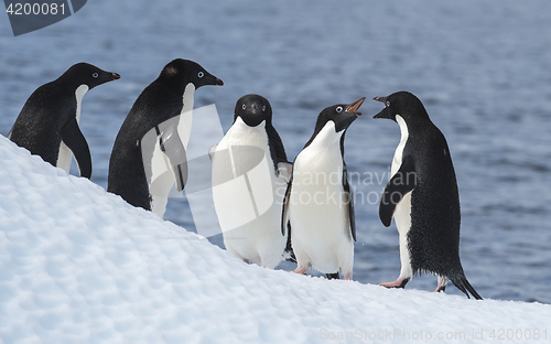 Image of Adelie Penguin jump