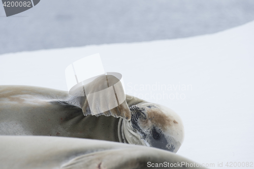 Image of Crabeater seals on the ice.