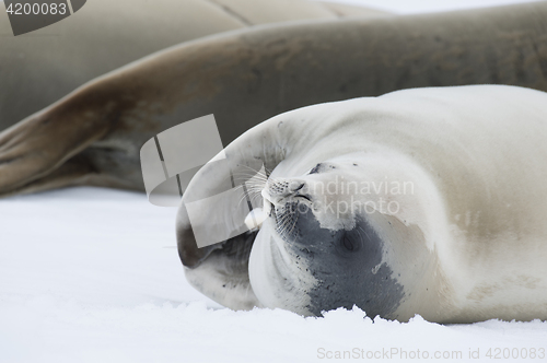 Image of Crabeater seals on the ice.