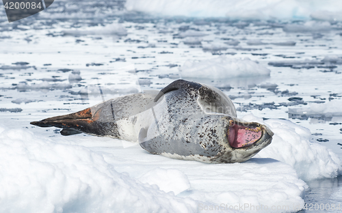 Image of Leopard Seal on Ice Floe