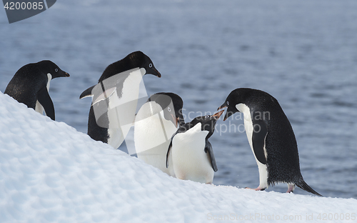 Image of Adelie Penguin jump