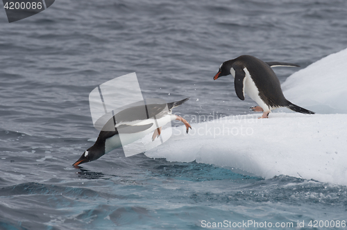 Image of Gentoo Penguin jump in water