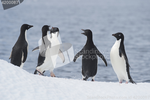 Image of Adelie Penguin jump