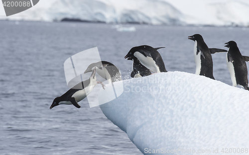 Image of Adelie Penguin jump