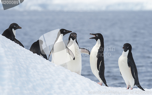 Image of Adelie Penguin jump