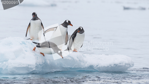 Image of Gentoo Penguin walk on the snow