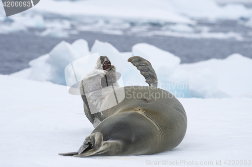 Image of Crabeater seals on the ice.