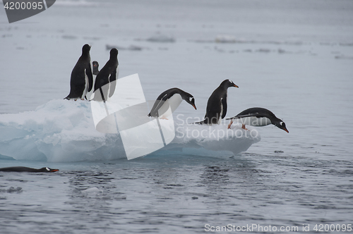 Image of Gentoo Penguins walk on the ice