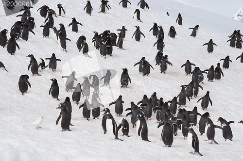 Image of Gentoo Penguins walk on the snow