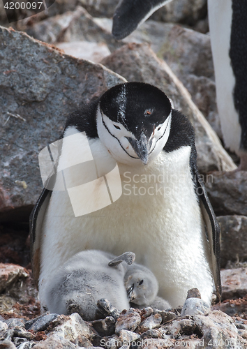 Image of Chinstrap Penguin with chick