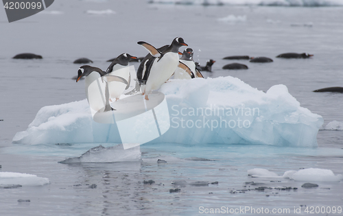 Image of Gentoo Penguins walk on the ice