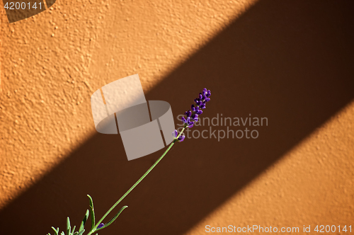 Image of Lavender stalk in bloom