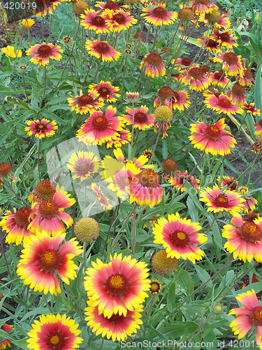 Image of Heleniums