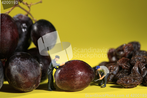 Image of Workers Turning Grapes into Raisins