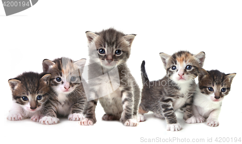 Image of Cute Herd of Kittens on a White Background