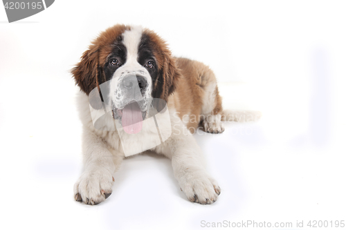 Image of Cute Saint Bernard Purebred Puppy 