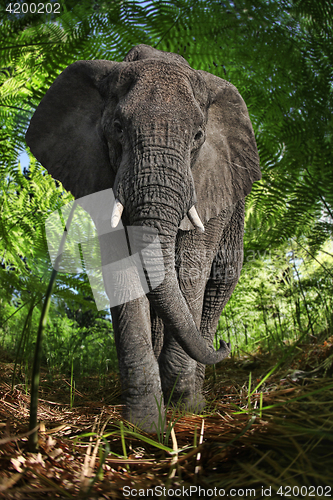 Image of Enormous African Elephant in the Bush