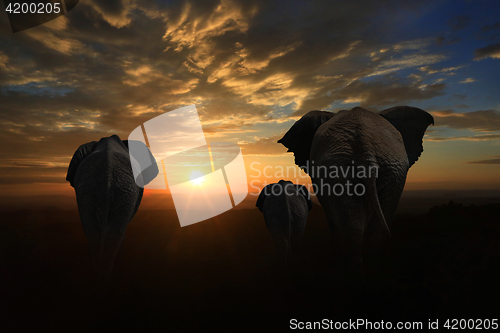 Image of Family of 3 Elephants Walking Into the Sunset